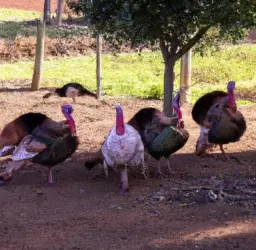 Imagen de una granja de pavos con varios pavos paseando libremente por el campo.