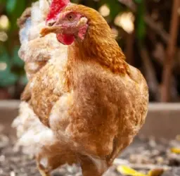 Imagen de gallina ponedora en un entorno de granja